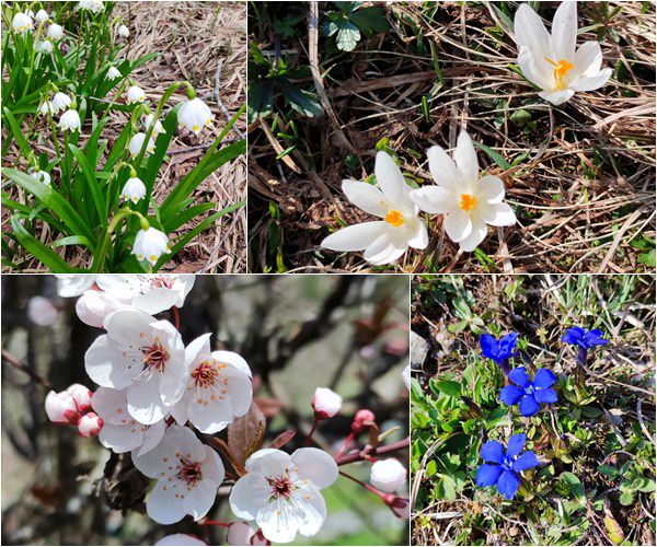 Frühlingsblumen in den Chiemgauer Alpen
