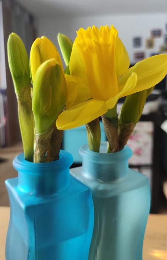 Osterglocken in der Vase