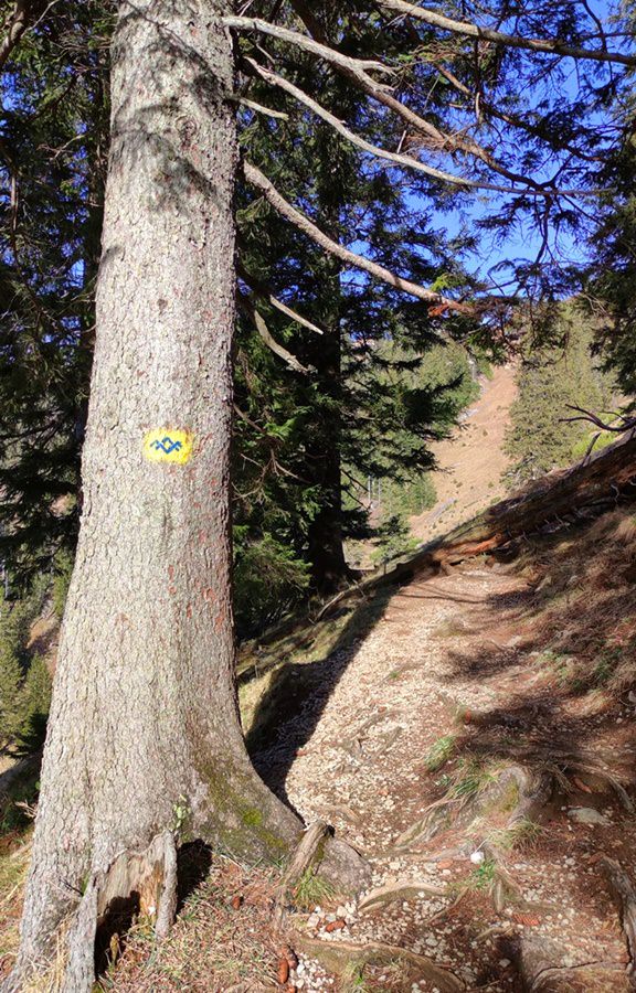 Pfad auf der Wanderung auf den Rauschberg