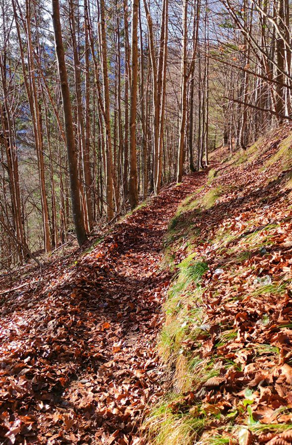 Waldweg auf dem Wanderweg vom Rauschberg in die Laubau