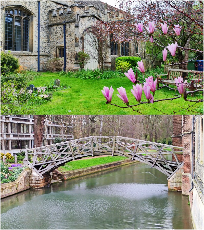 Cambridge: Mathematiker Brücke und Magnolien