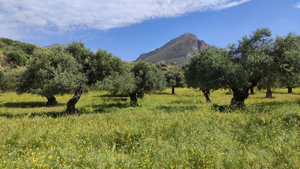 Olivenhain auf dem Weg zum Preveli Strand