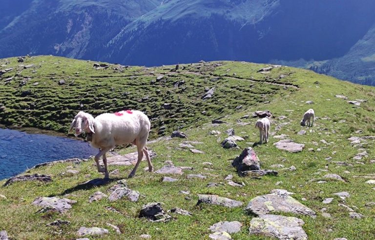 Dreitausender im Sellrain über der magischen Grenze Gipfelglück