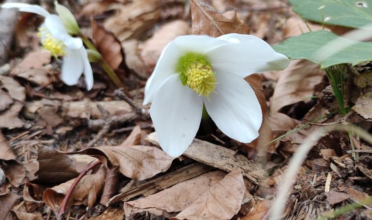 Schneerose am Ufer des Wolfgangsees/ Österreich