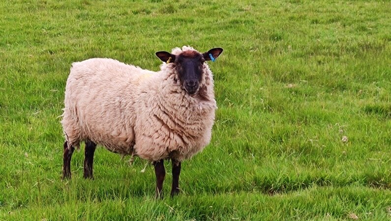Jede Menge Schafe - sie gehören in jeden Reisebericht Wales