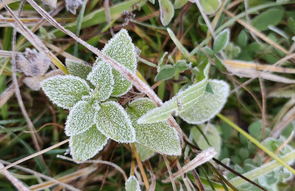 Frostige Blätter am Morgen