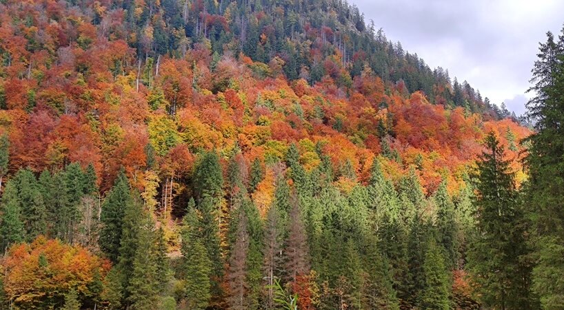 Buntes Herbstlaub