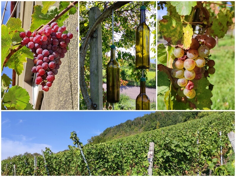 Wein