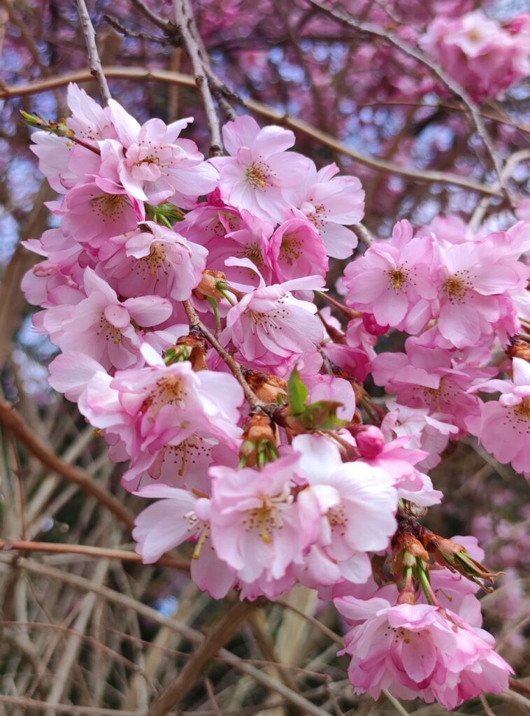 Rosa Frühling im Mühlviertel in Oberösterreich