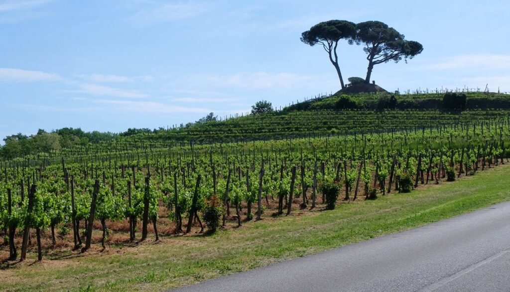 Radtour durch die Weinberge in Friaul Julisch Venetien in Italien